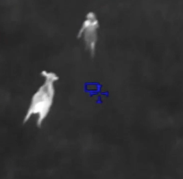 nigh-vision image of a cow chasing a suspect